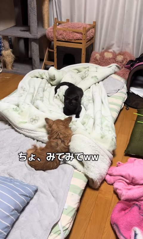 布団の上で向かい合って伏せている犬と猫（ヒキ）