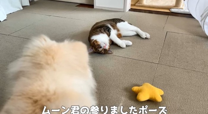 お腹を出す猫