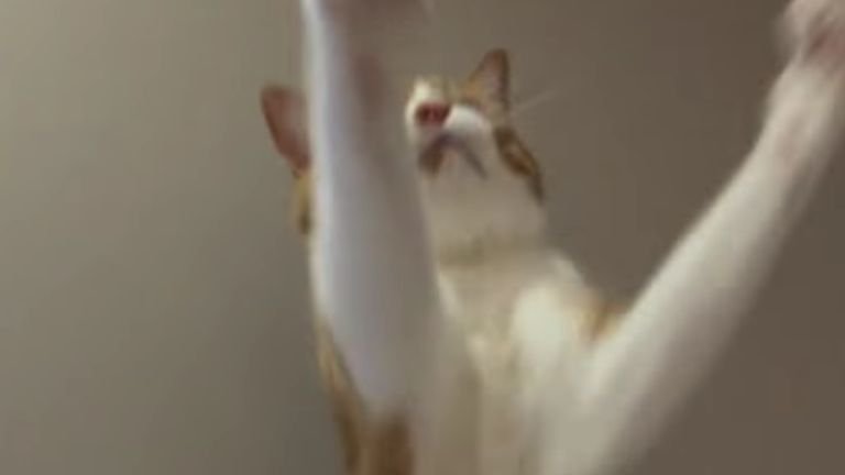 遊んでいる猫