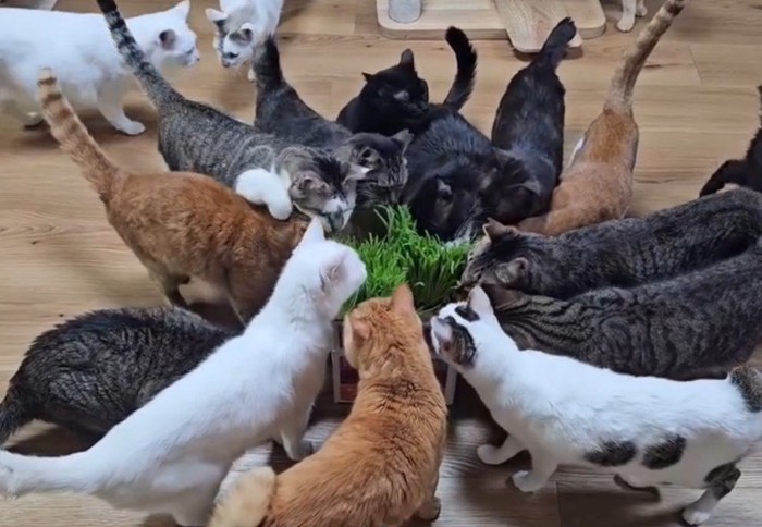 猫草にむらがる猫たち