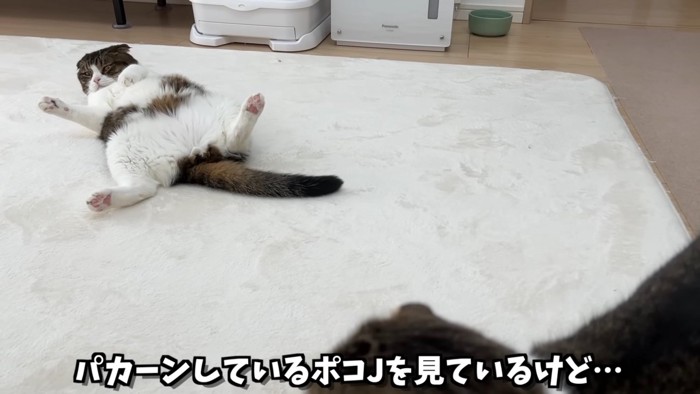 仰向けの猫