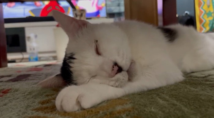 寝息を立てて眠る猫