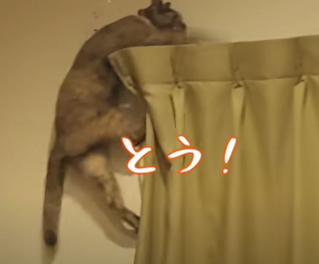 カーテンにぶらさがる猫