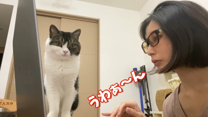 前を真っ直ぐ見て座る猫