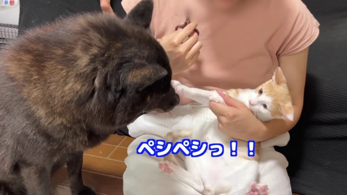 犬を突っぱねる猫