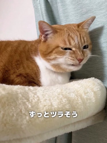 口を気にしている猫