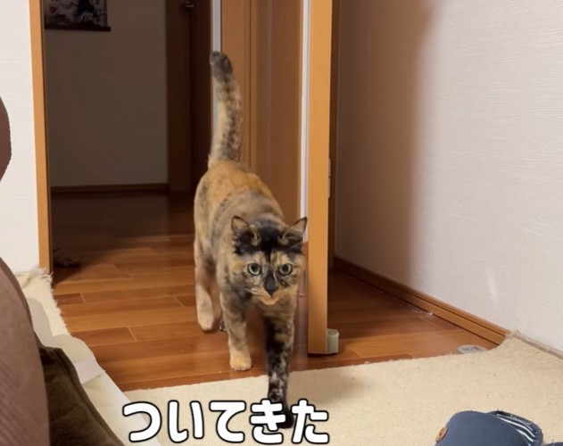 ドアから入ってくる猫