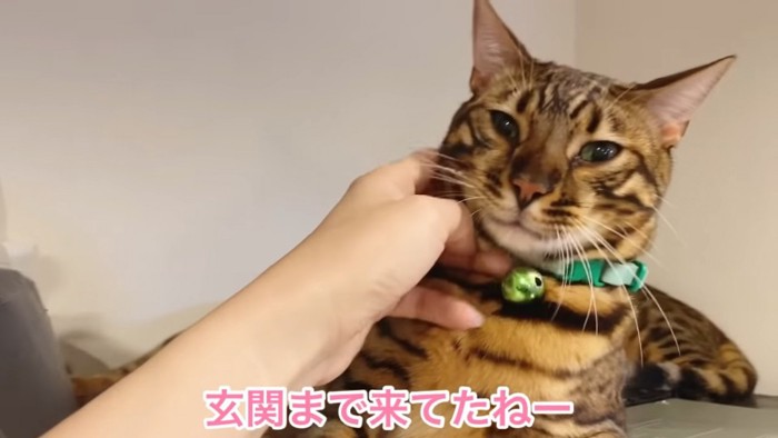 顔をなでられる猫