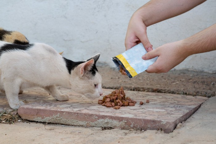 フードの匂いを嗅ぐ猫