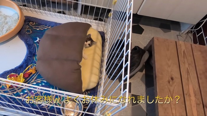 クッションに潜った子猫