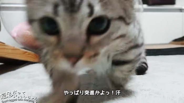 カメラに近づく猫