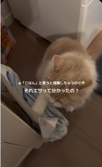 餌の袋をひっかいている猫