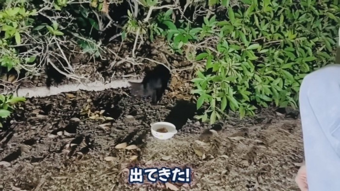 藪の中から出てくる黒色子猫