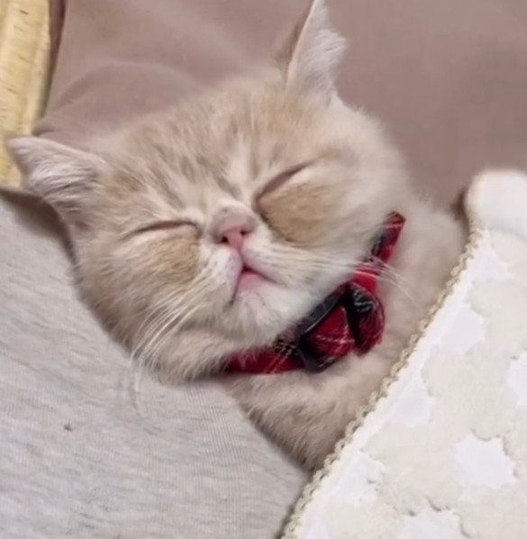 ハンカチをかけて寝ている猫（アップ）