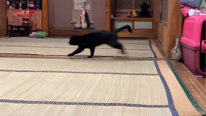 ダッシュする猫