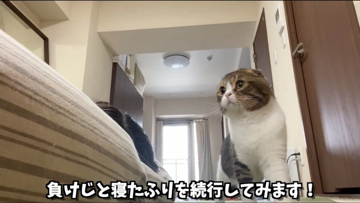 女性が寝ているベッドの前を通り過ぎる猫