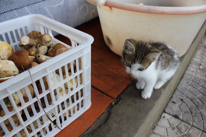 キノコの入った箱のそばに座る子猫