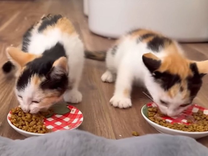 ご飯を食べる子猫たち