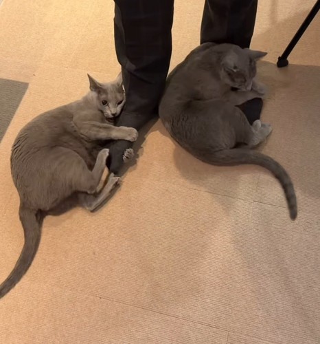 2頭の猫に両足を抱きしめられる男性