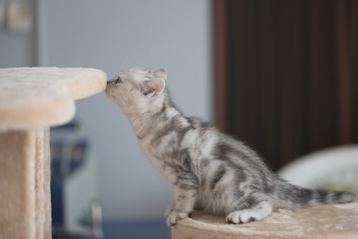 キャットタワーにいる子猫