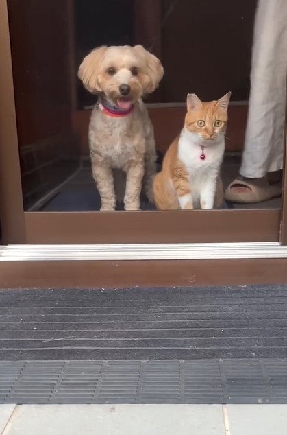 並んで座る犬と子猫2