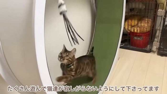 回し車で走る猫