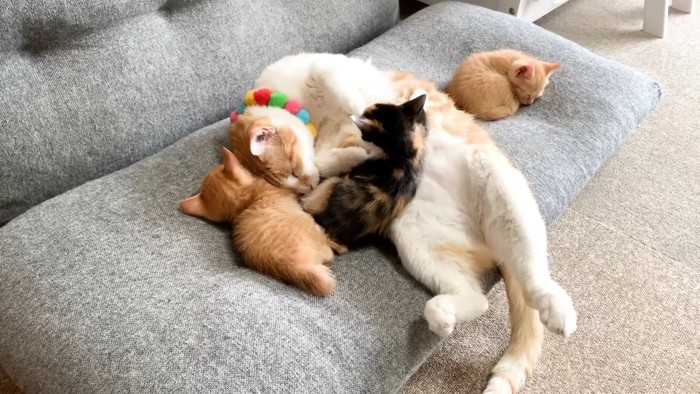 子猫と顔を寄せ合って寝る成猫