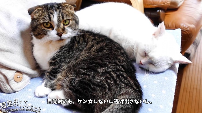 起きている猫と寝ている白猫