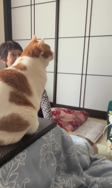 こたつにのっている猫