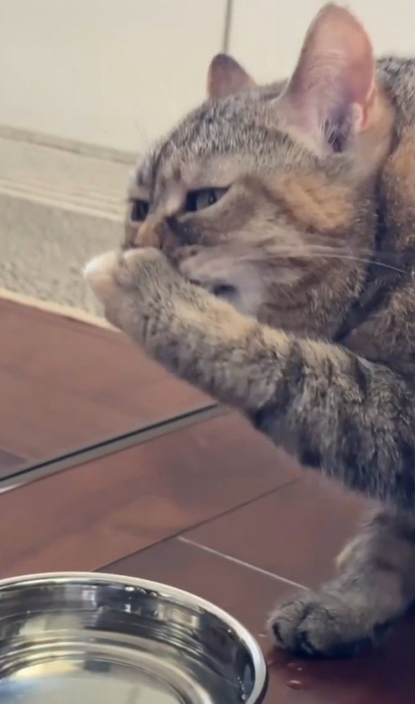 口を手で覆う猫2