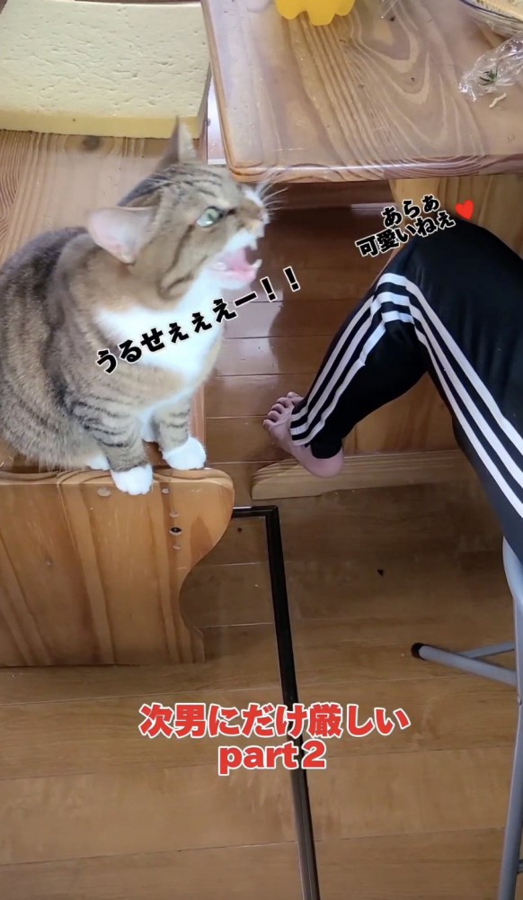 次男さんに大声をあげる猫