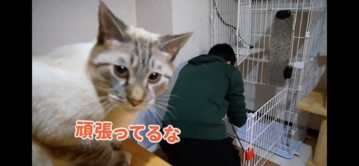 ケージを掃除する飼い主と猫