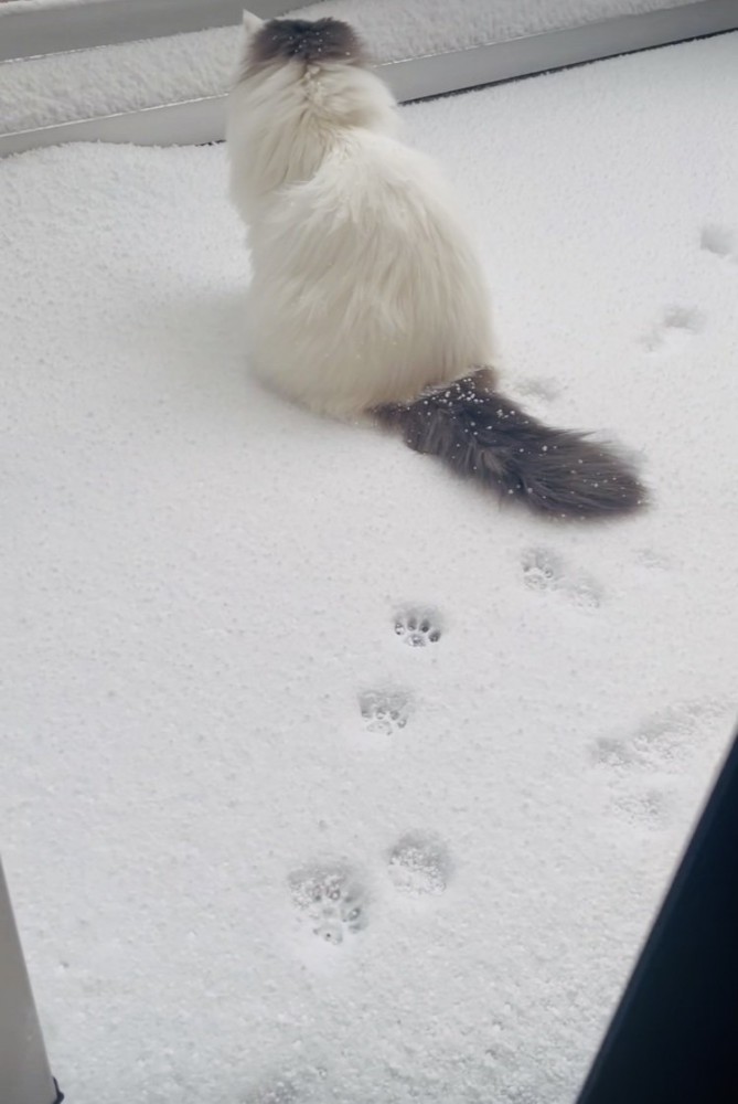 庭の雪の上に座るノルウェージャン