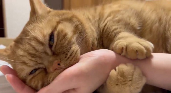 ギュッと腕を掴む猫