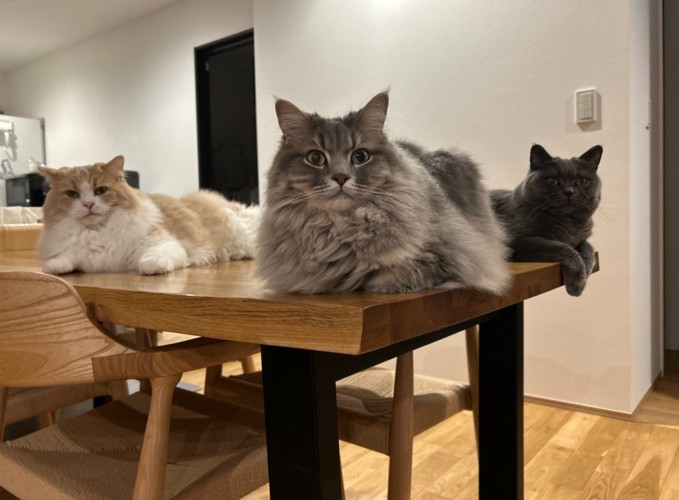 猫3匹