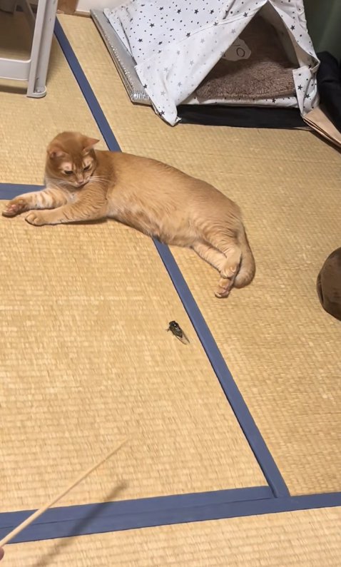寝転がる猫に近寄っていくセミ（距離遠め）