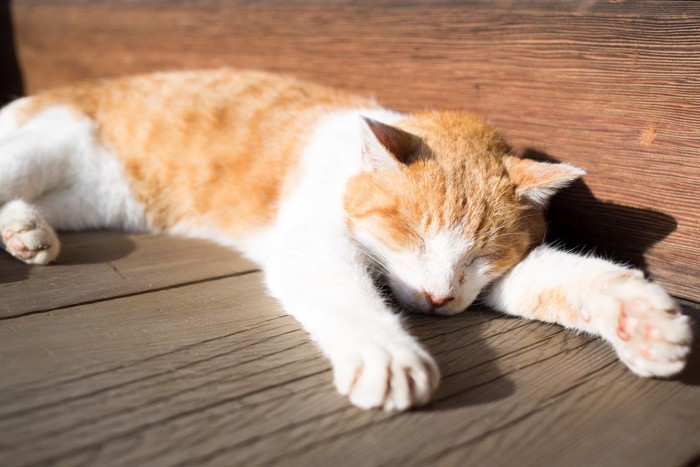 日光浴する猫