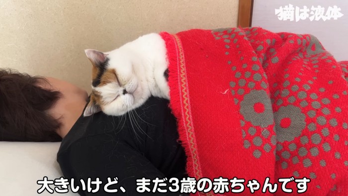 人の胸の上で寝る猫