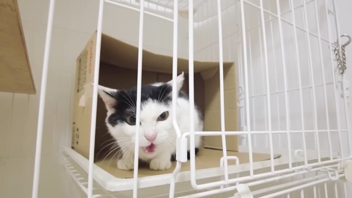 威嚇する猫