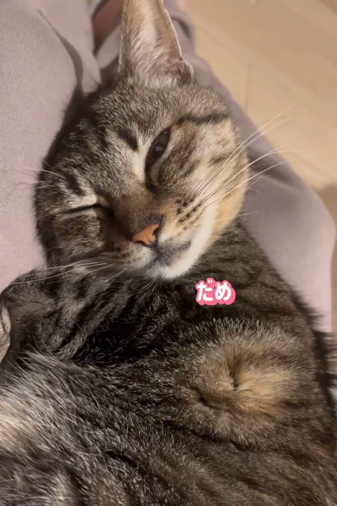 ウインクしている猫