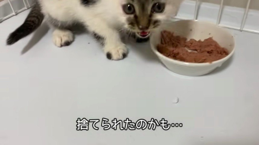 捨て猫