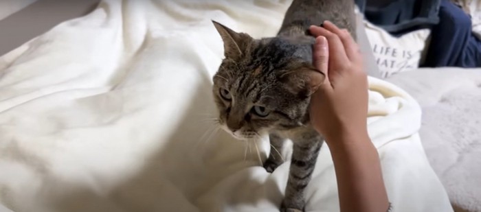 ベッドの上にいる猫