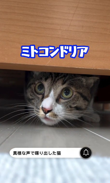 ミトコンドリアと鳴くリオンくん