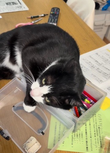 文房具入れから顔を離す猫