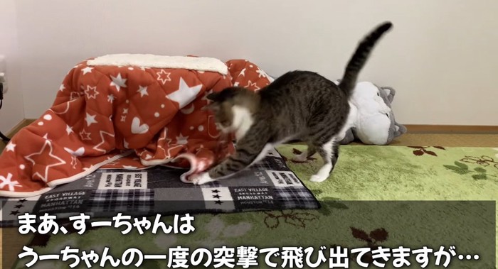 コタツ布団に乗る猫