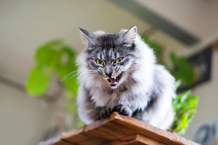 高いところから威嚇する猫