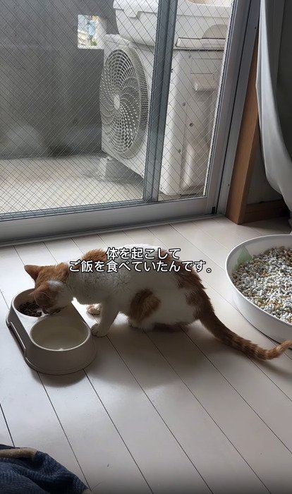 ご飯を食べる猫
