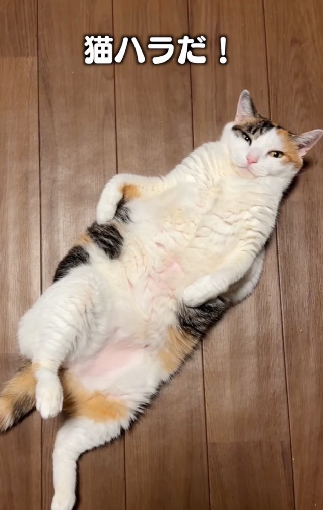 「猫ハラ」