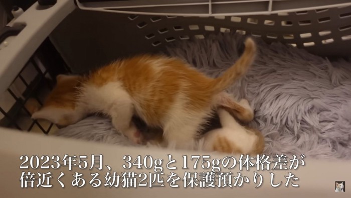 キャリーバッグの中にいる子猫