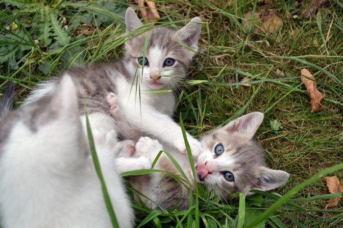 そっくりな2匹の子猫
